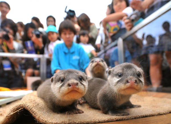 思わず胸キュン!!「総選挙」で決まる水族館のトップアイドルとは?