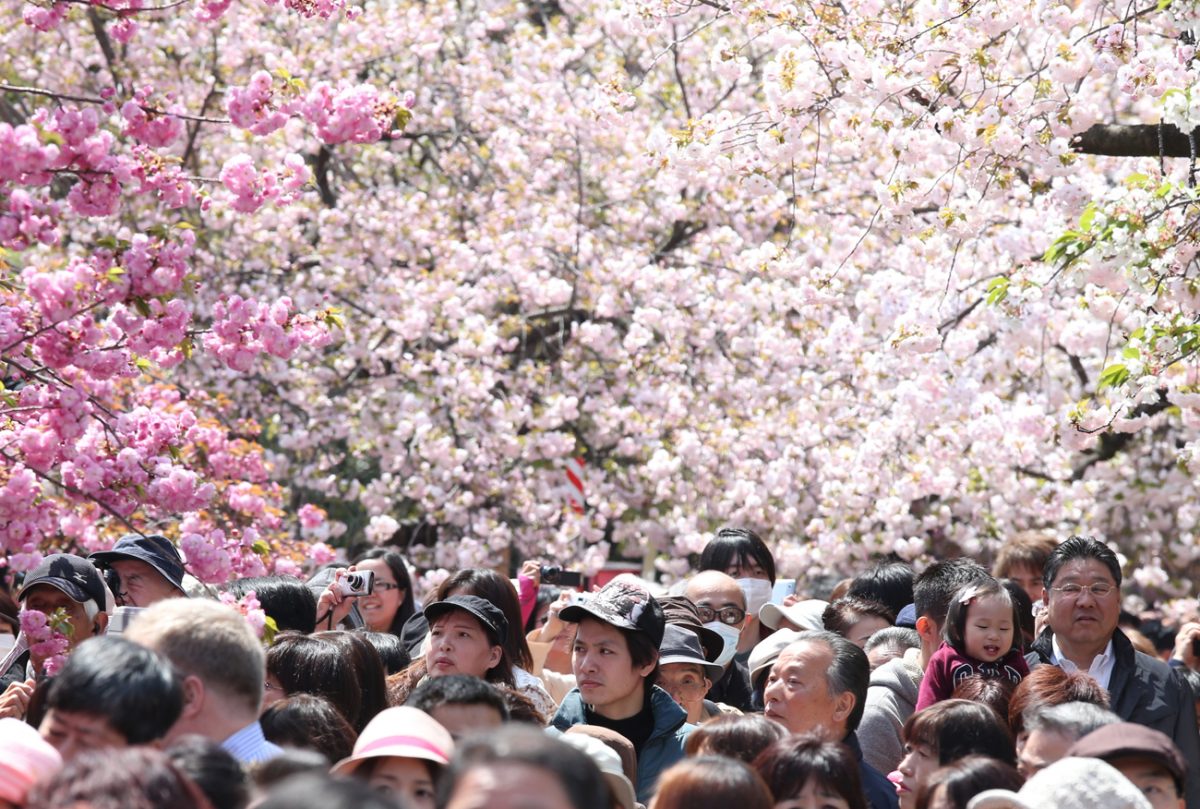 お花見好きの日本人の蛮行!? 400年前のパリピすぎる花見イベントとは？