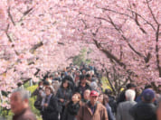 一問一報／桜