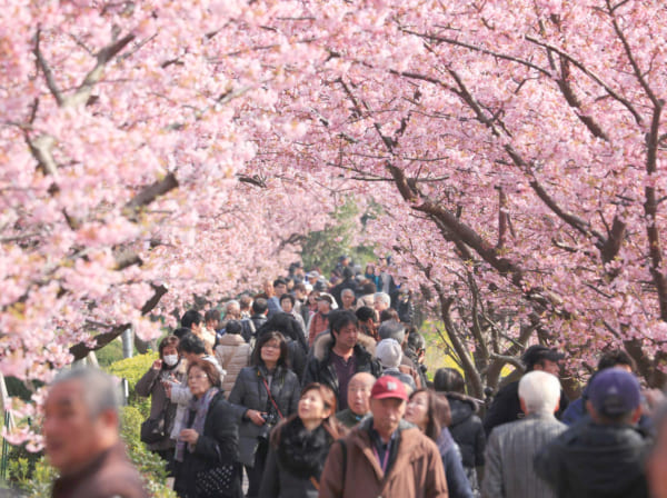 川沿いの桜並木には隠れた存在理由がある! いったいなぜ?